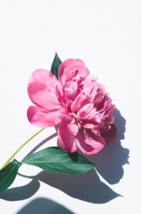 Livraison de fleurs : Tout savoir pour choisir le meilleur service