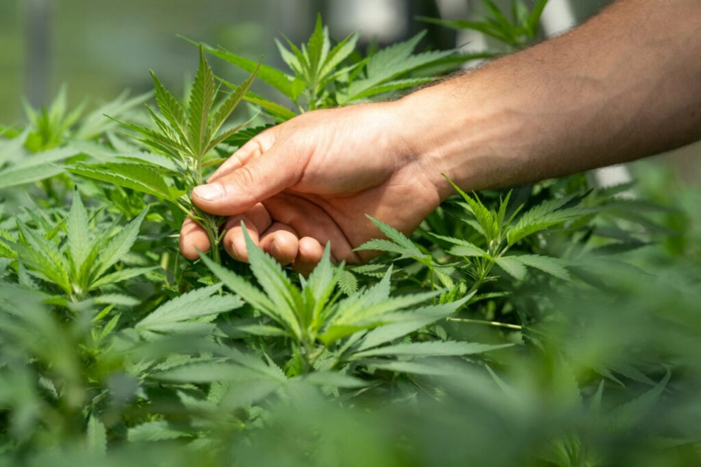 Bonbons CBD : effets, dosage et guide d’achat 2 Bonbons CBD : effets, dosage et guide d’achat
